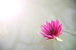 New Lotus App Download: Step-by-Step Guide for India (2027)